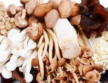 食用菌 食用菌